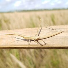 Achurum carinatum