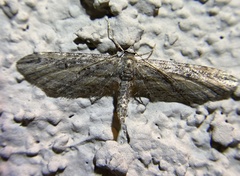 Eupithecia acutipennis