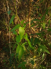 Muehlenbeckia sagittifolia