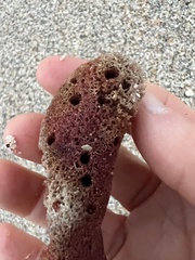 Amphimedon compressa