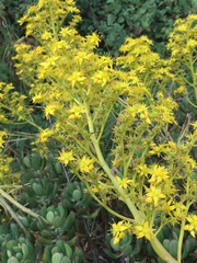 Sedum dendroideum
