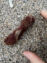 Amphimedon compressa