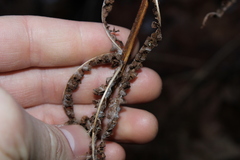 Deparia acrostichoides