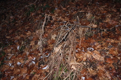 Deparia acrostichoides