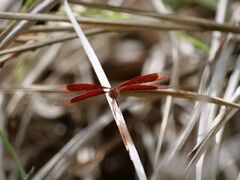 Neurothemis stigmatizans