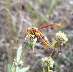 Polistes major major
