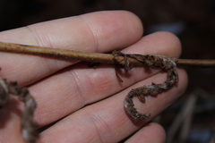 Deparia acrostichoides