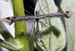 Anstenoptilia