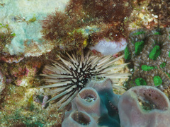 Callyspongia
