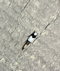 Monopis icterogastra