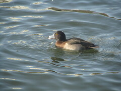 Aythya fuligula
