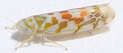 Typhlocyba quercus