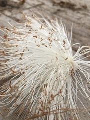 Pseudobombax septenatum