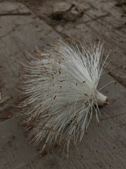 Pseudobombax septenatum