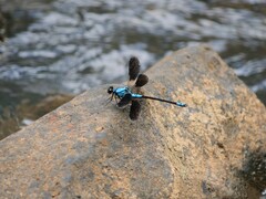 Diphlebia euphoeoides