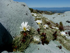 Celmisia sessiliflora