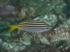 Atypichthys strigatus