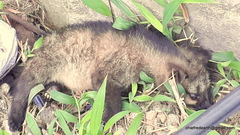 Paradoxurus hermaphroditus