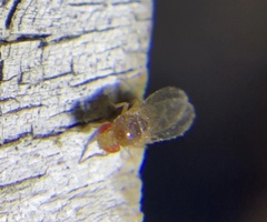 Drosophila