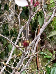 Magnolia liliiflora