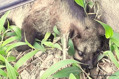 Paradoxurus hermaphroditus