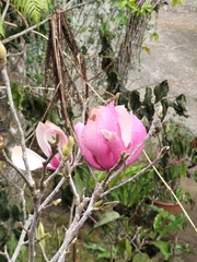 Magnolia liliiflora