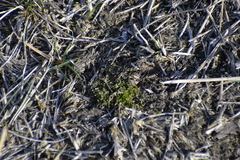 Bryum argenteum
