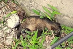 Paradoxurus hermaphroditus