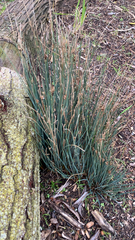 Juncus patens
