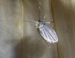 Psychodinae