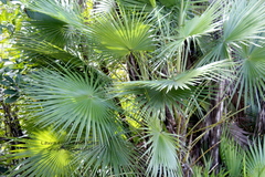 Thrinax radiata