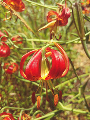 Lilium pardalinum vollmeri