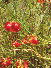 Lilium pardalinum vollmeri