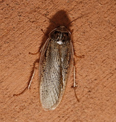 Calolampra mjoebergi