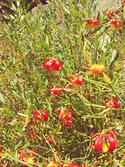 Lilium pardalinum vollmeri