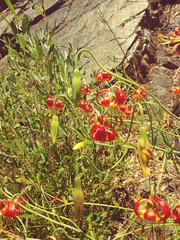 Lilium pardalinum vollmeri