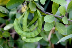 Pithecellobium keyense