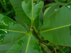 Calophyllum