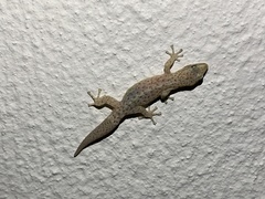 Afrogecko porphyreus