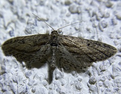 Eupithecia acutipennis