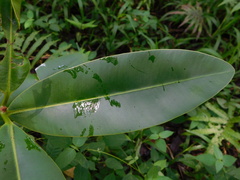 Calophyllum