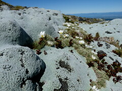 Celmisia sessiliflora