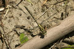 Austrogomphus guerini