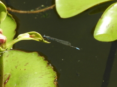 Acanthagrion lancea