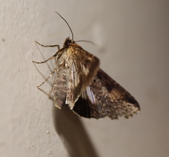 Lophoptera vittigera