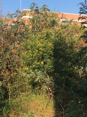Senna multiglandulosa