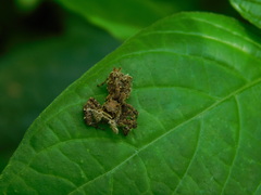 Portia labiata