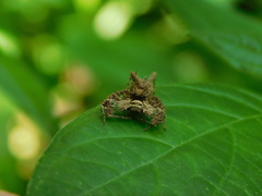 Portia labiata