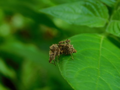 Portia labiata