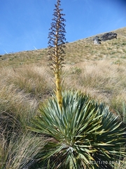 Aciphylla